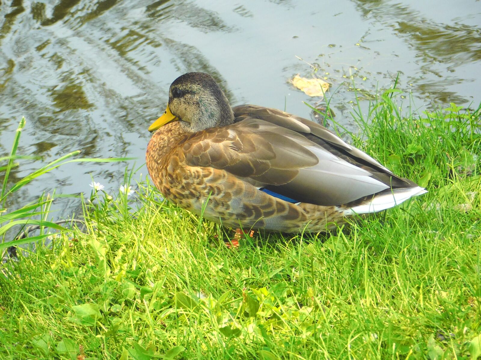 Nikon Coolpix L840 sample photo. Duck, bird, water photography