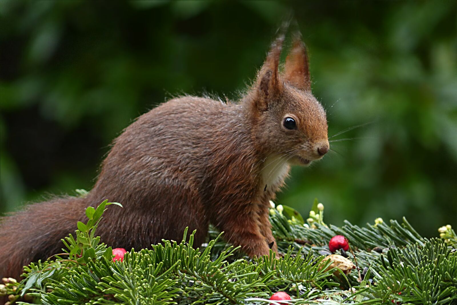 Panasonic Lumix DMC-FZ200 sample photo. Animal, rodent, squirrel photography