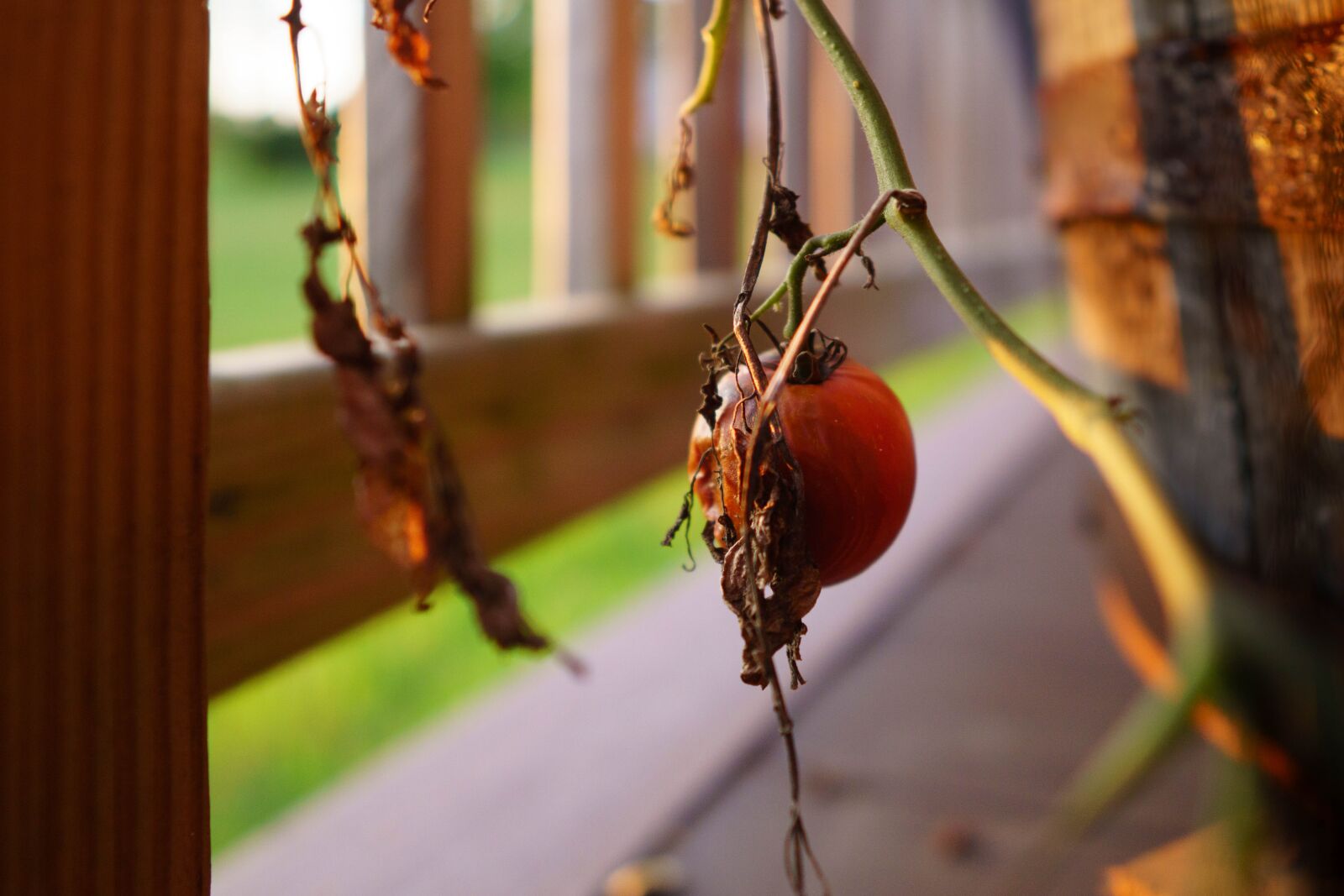 Sony a6000 + Sigma 16mm F1.4 DC DN | C sample photo. Fruit, plant, garden photography