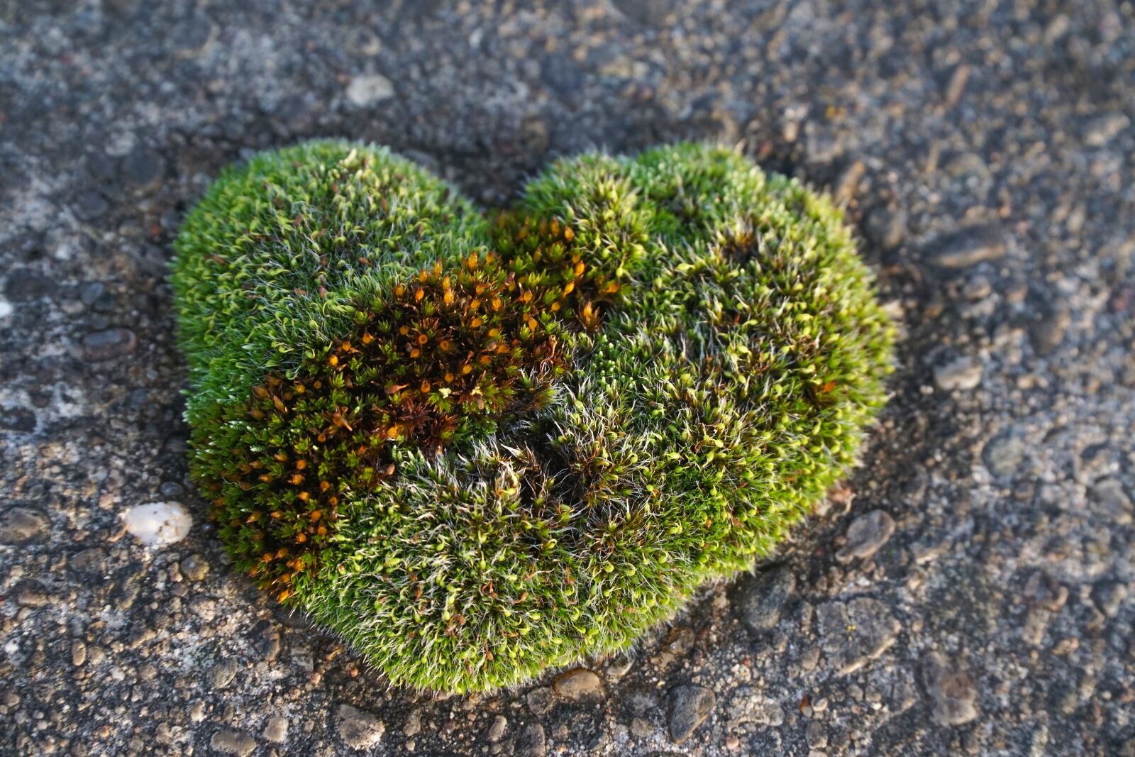 Sony a6000 sample photo. Moss, heart shape, nature photography