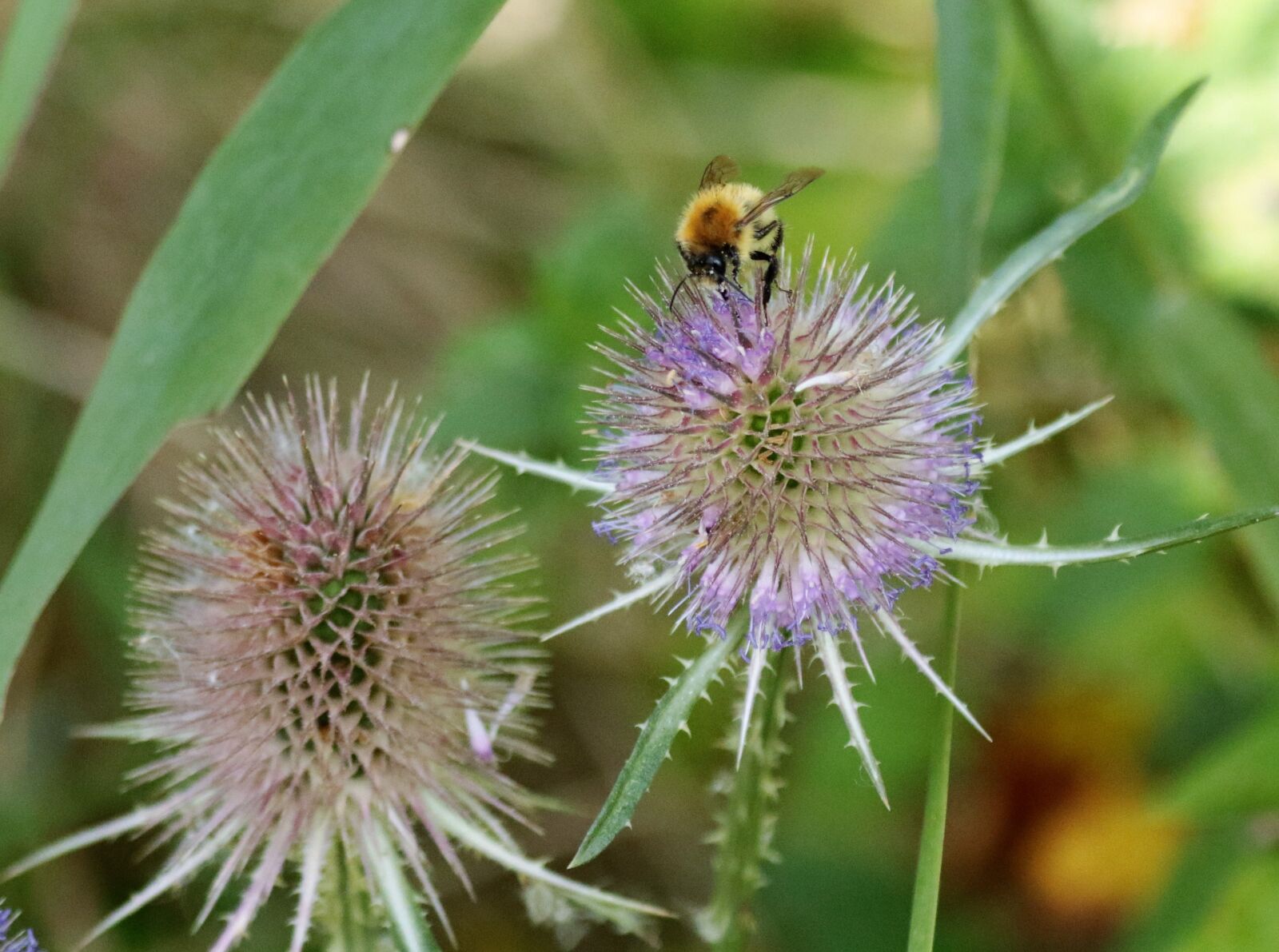 Canon EF 70-300mm F4-5.6L IS USM sample photo. Thistle, bee, spiky photography