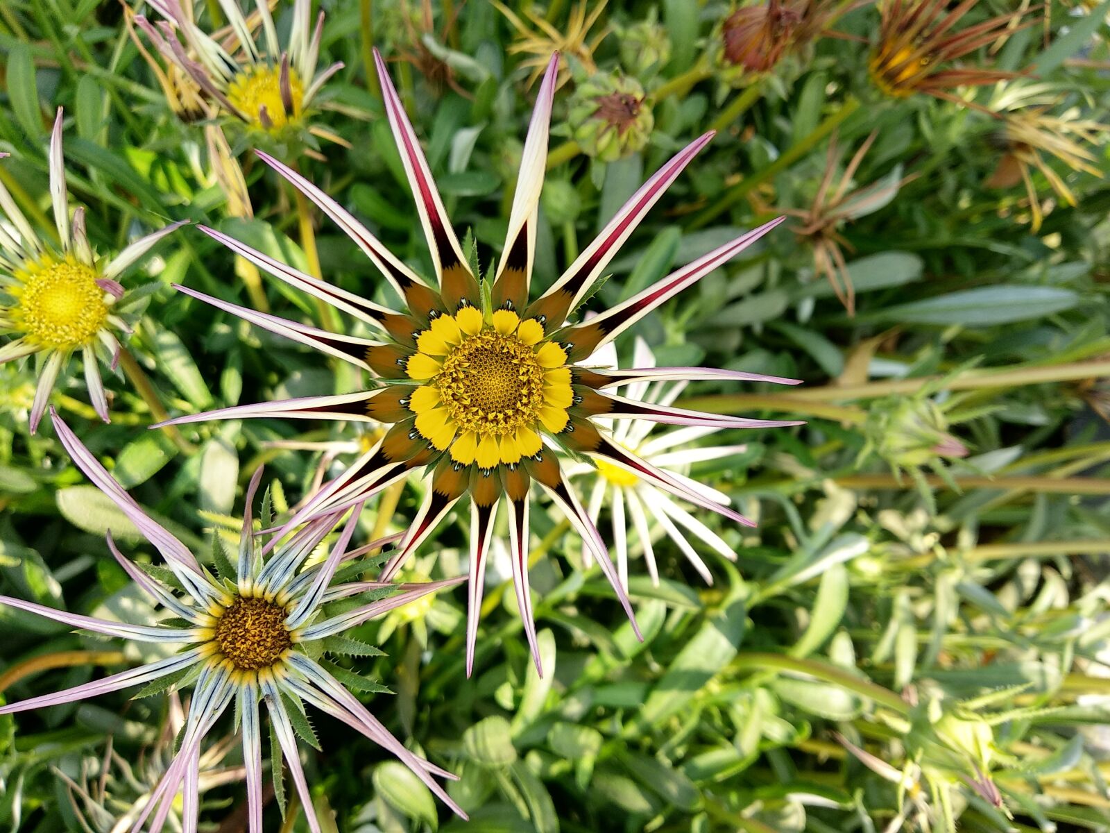 Xiaomi Mi A1 sample photo. Nature, flora, flower photography