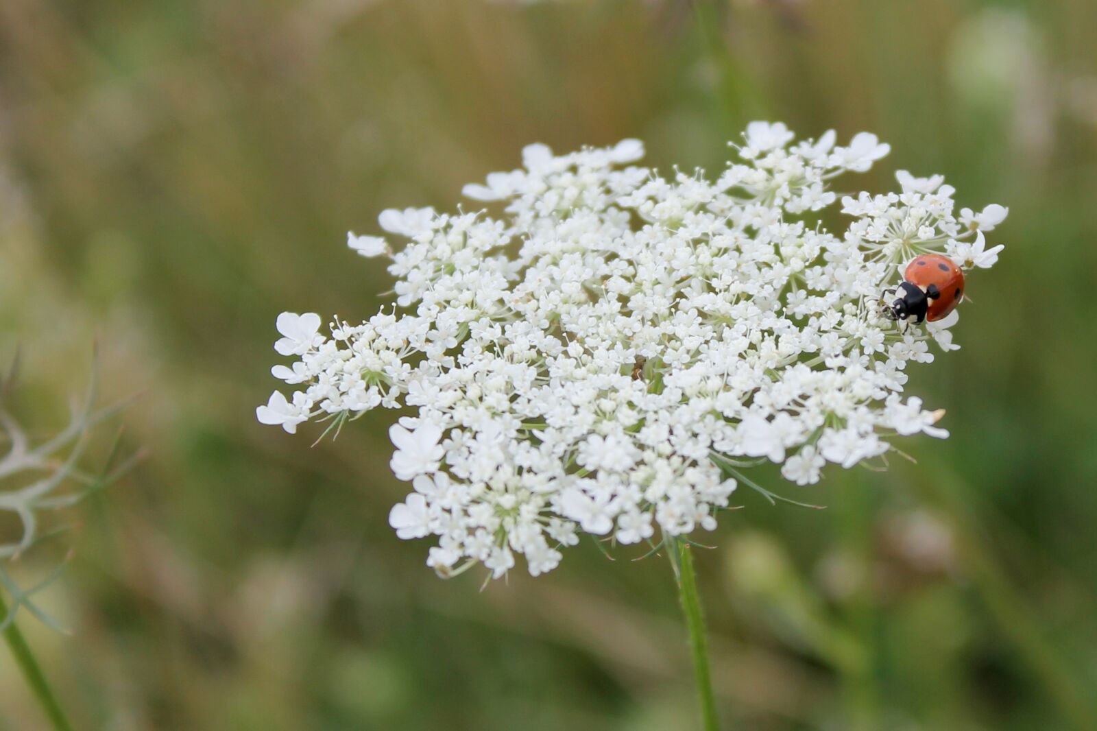 Canon EOS 1100D (EOS Rebel T3 / EOS Kiss X50) sample photo. Herb, flower, plant photography