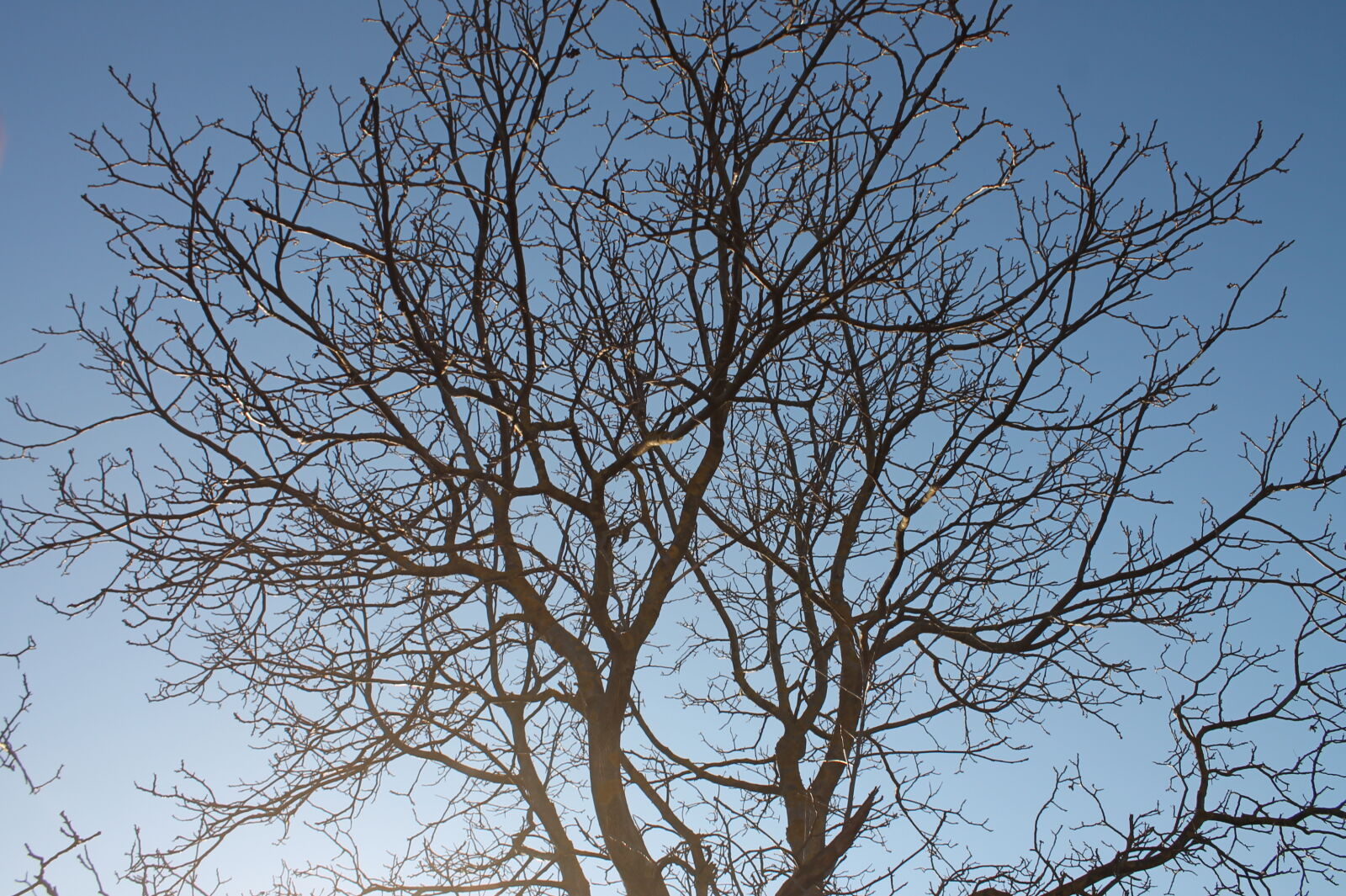 Canon EOS 1100D (EOS Rebel T3 / EOS Kiss X50) sample photo. Tree, on, the, blue photography