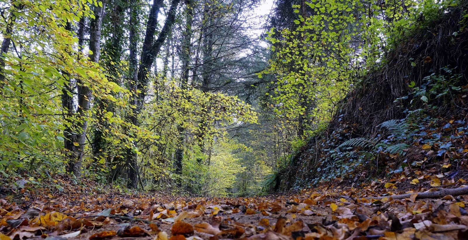 Sony a6000 sample photo. Trail, leaves, autumn photography