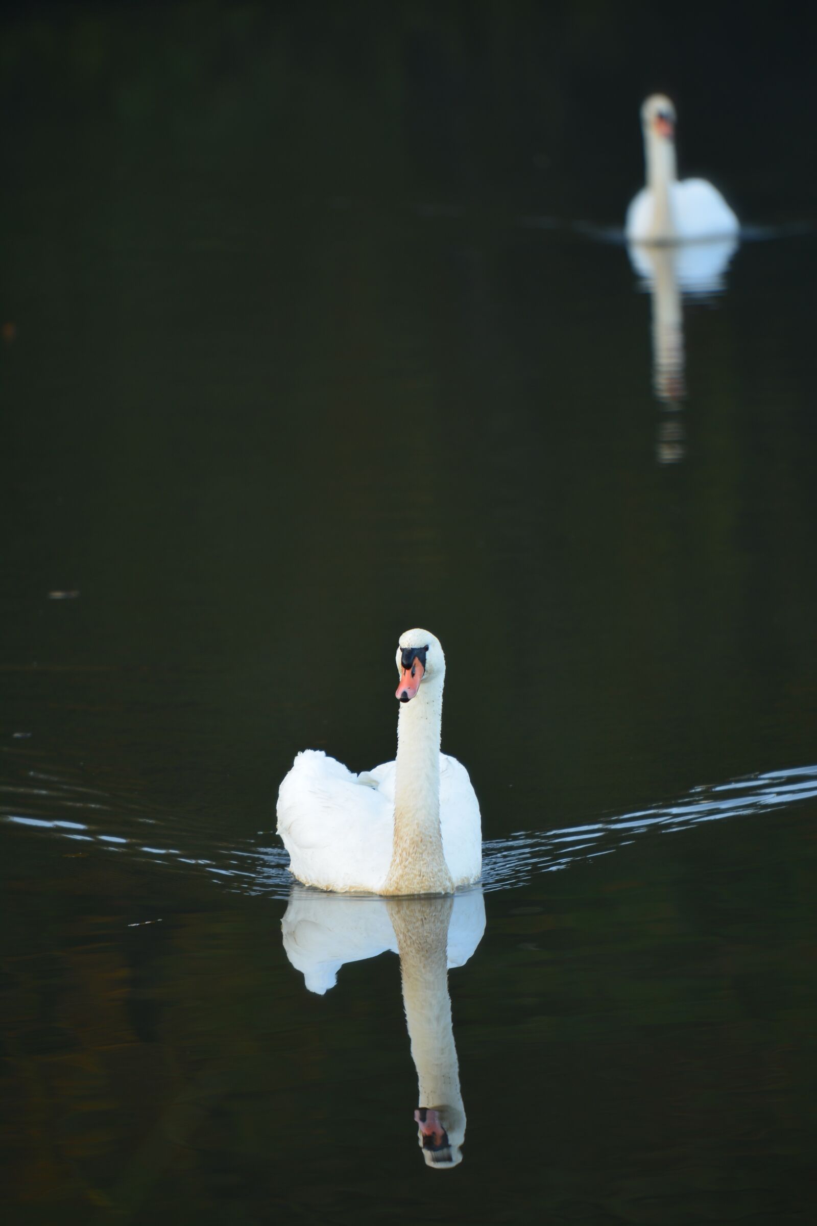 Nikon D7100 sample photo. Swan, nature, swans photography