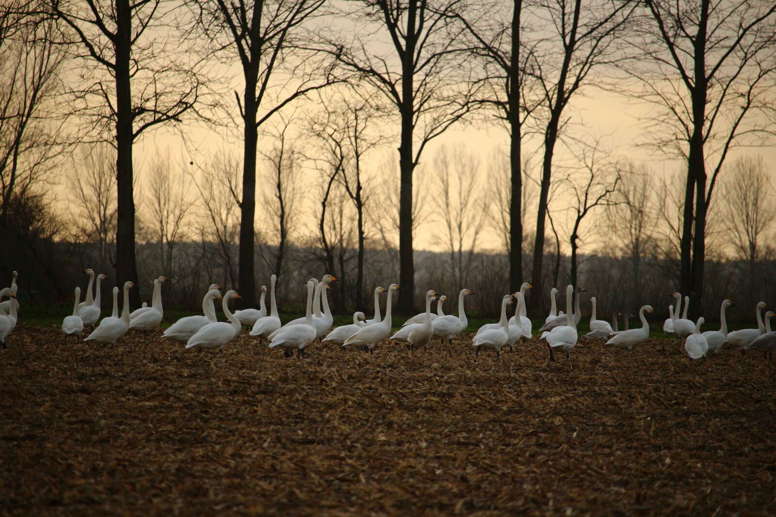 Canon EOS 100D (EOS Rebel SL1 / EOS Kiss X7) sample photo. Whooper swan, swan, migratory photography