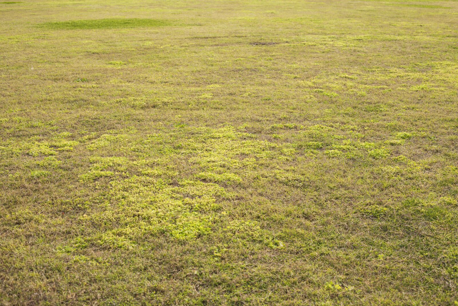 Canon EOS 5D Mark II sample photo. Grass, texture, green photography