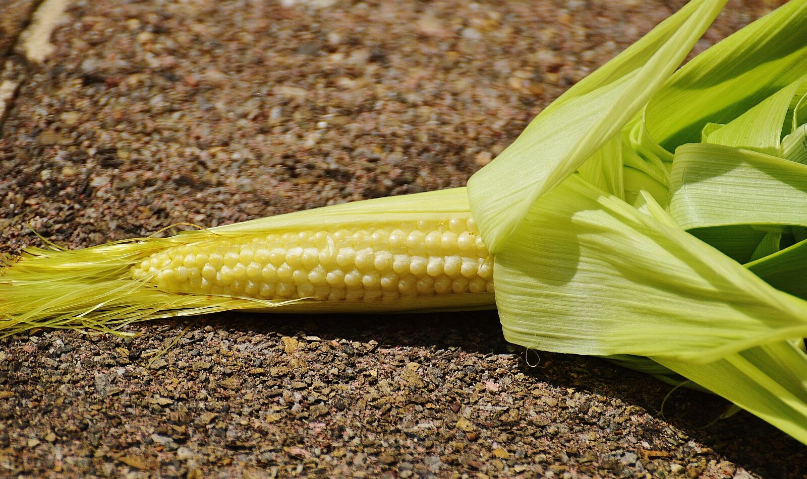 Nikon D3200 sample photo. Corn, young, vegetables photography