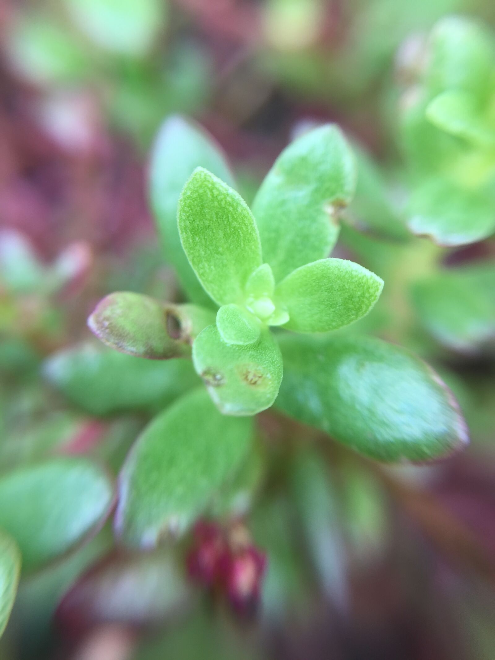Apple iPhone 6 + iPhone 6 back camera 4.15mm f/2.2 sample photo. Green, plant, succulent photography