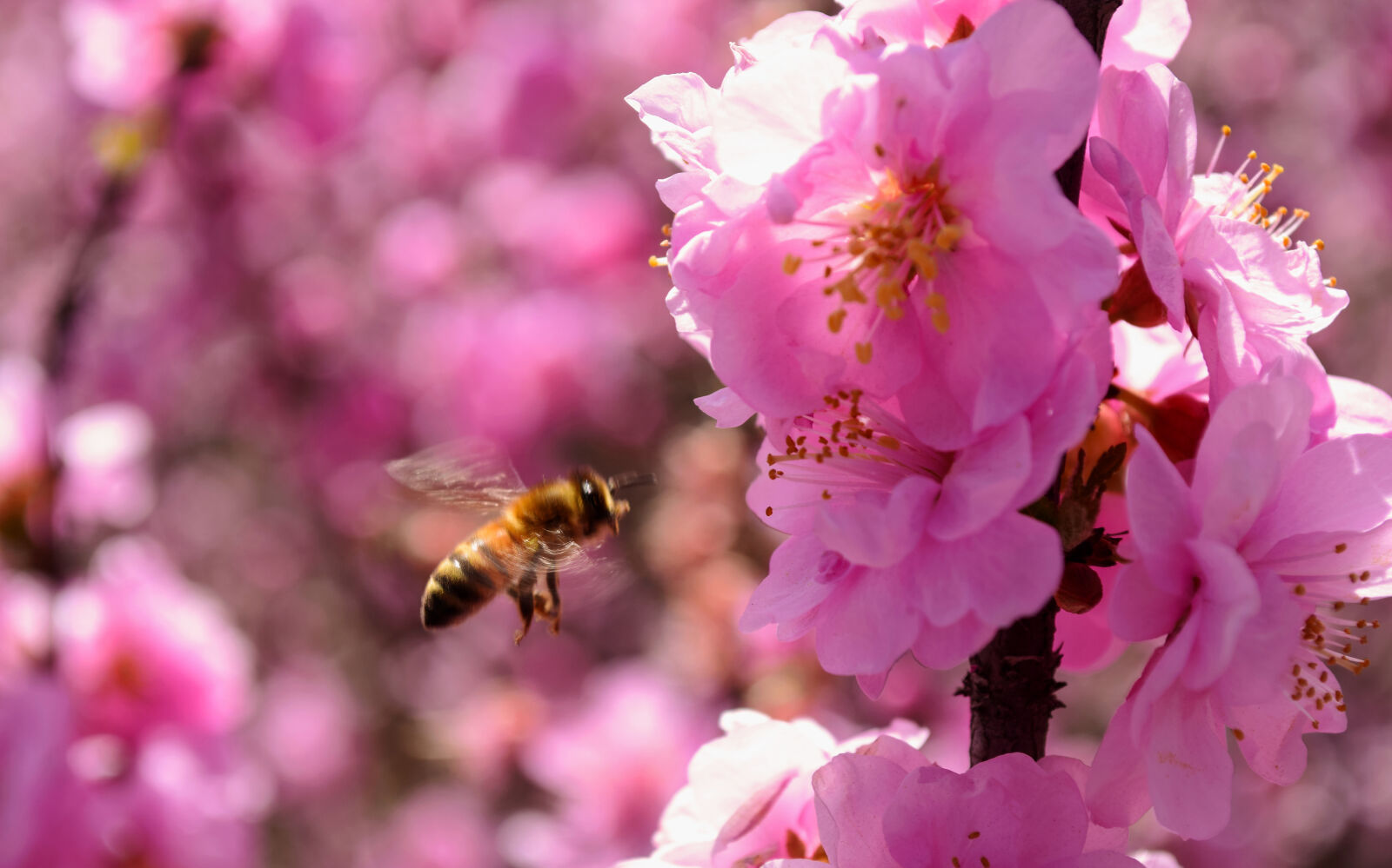 Nikon D5300 sample photo