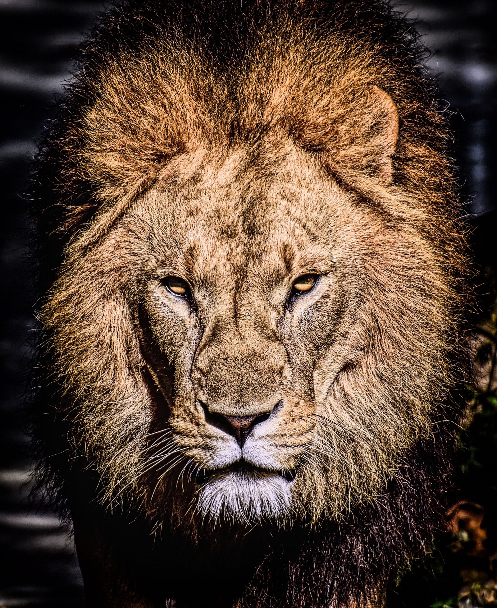 Nikon D7200 sample photo. Lion, predator, dangerous photography