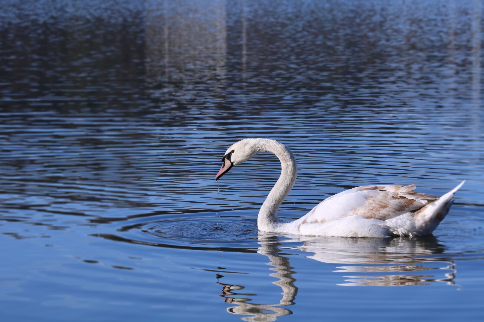 Canon EF 70-300mm F4-5.6 IS USM sample photo. Swan, water, surface photography