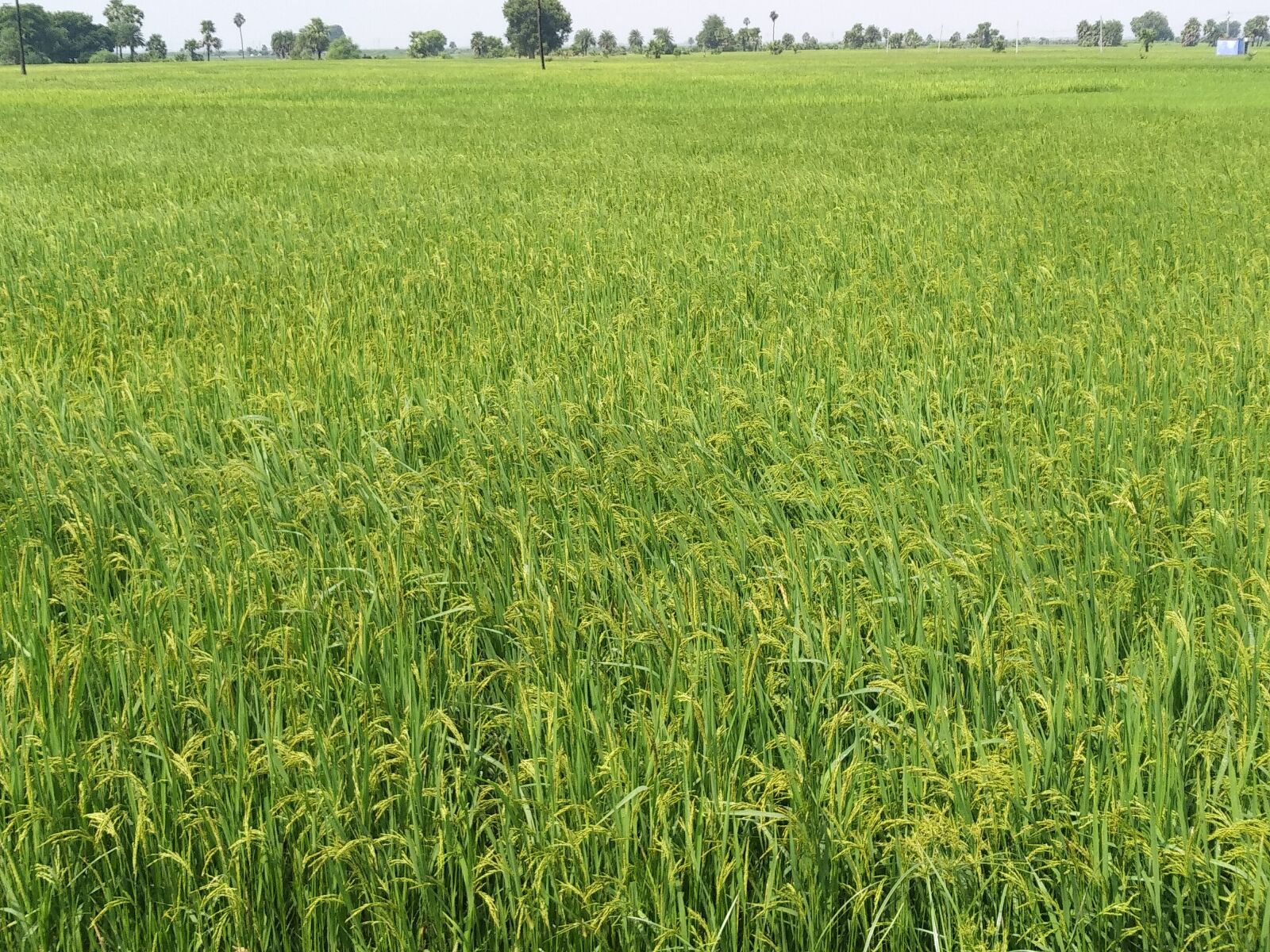Xiaomi MI MAX 2 sample photo. Agriculture, grain crop, crop photography