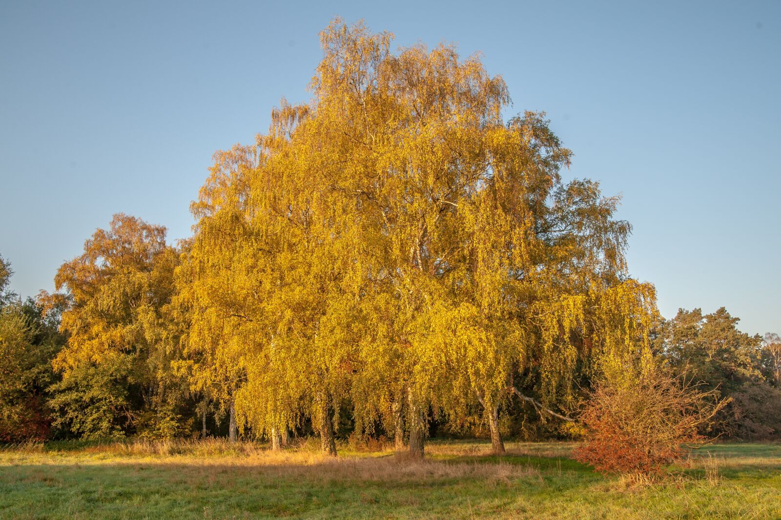 Nikon D700 sample photo. Autumn, birch, deciduous tree photography