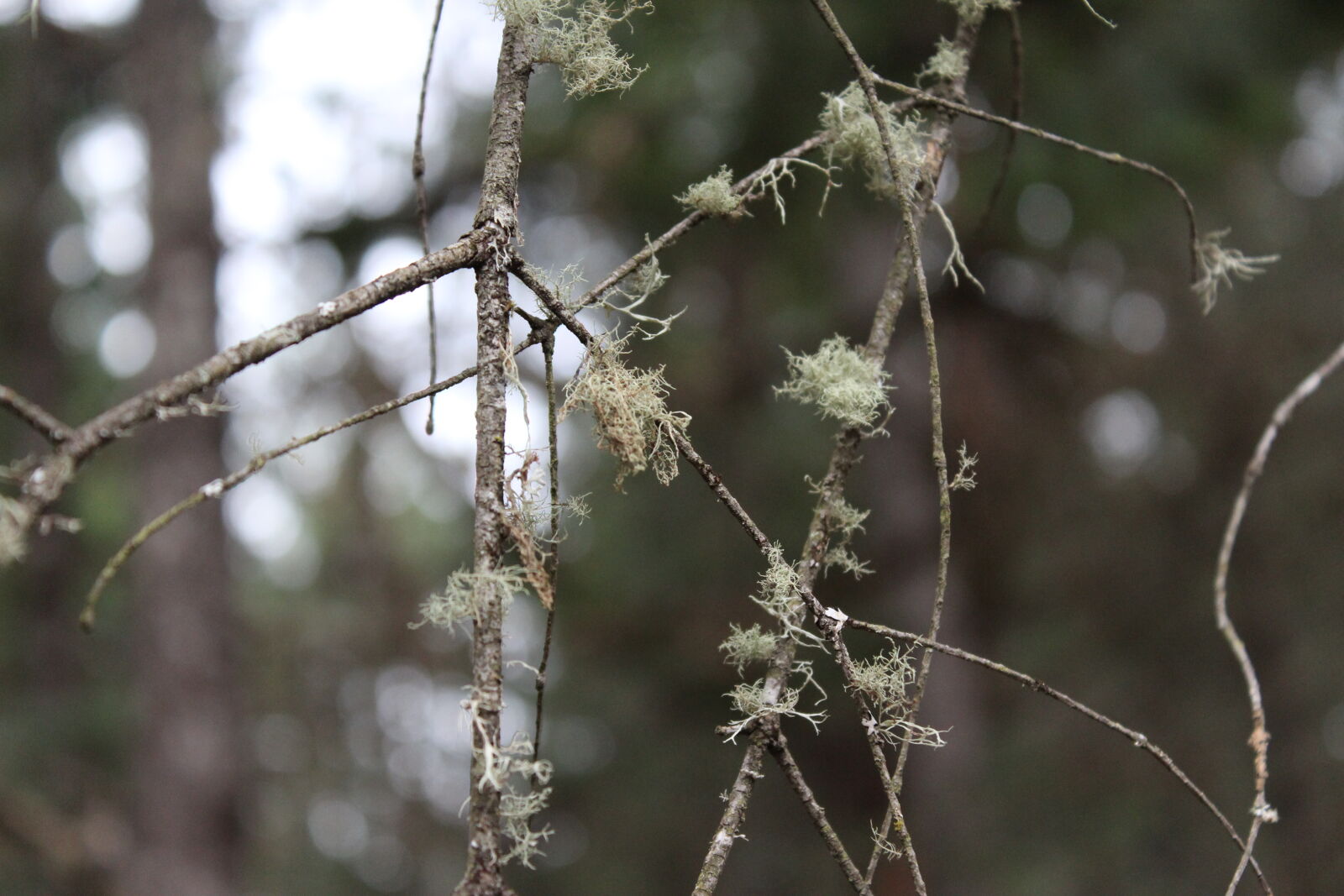 Canon EOS 1200D (EOS Rebel T5 / EOS Kiss X70 / EOS Hi) sample photo. Branches, tree photography