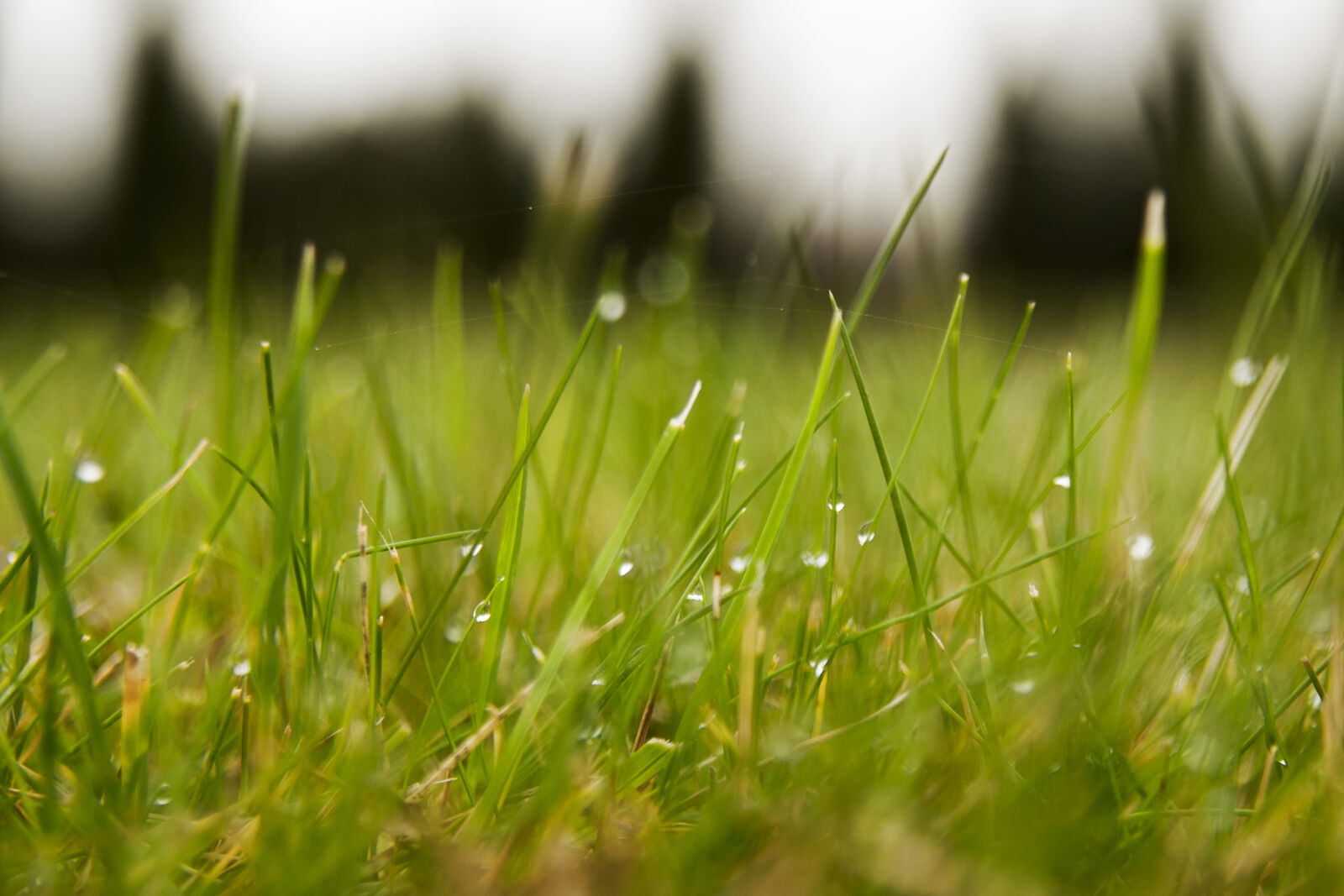KONICA MINOLTA DYNAX 7D sample photo. Dew, grass, green, water photography
