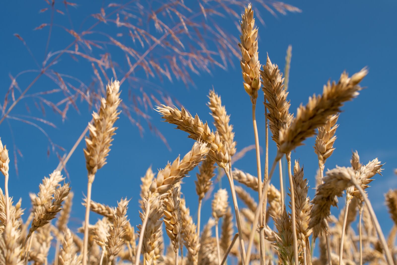Nikon D500 sample photo. Wheat, cereals, field photography