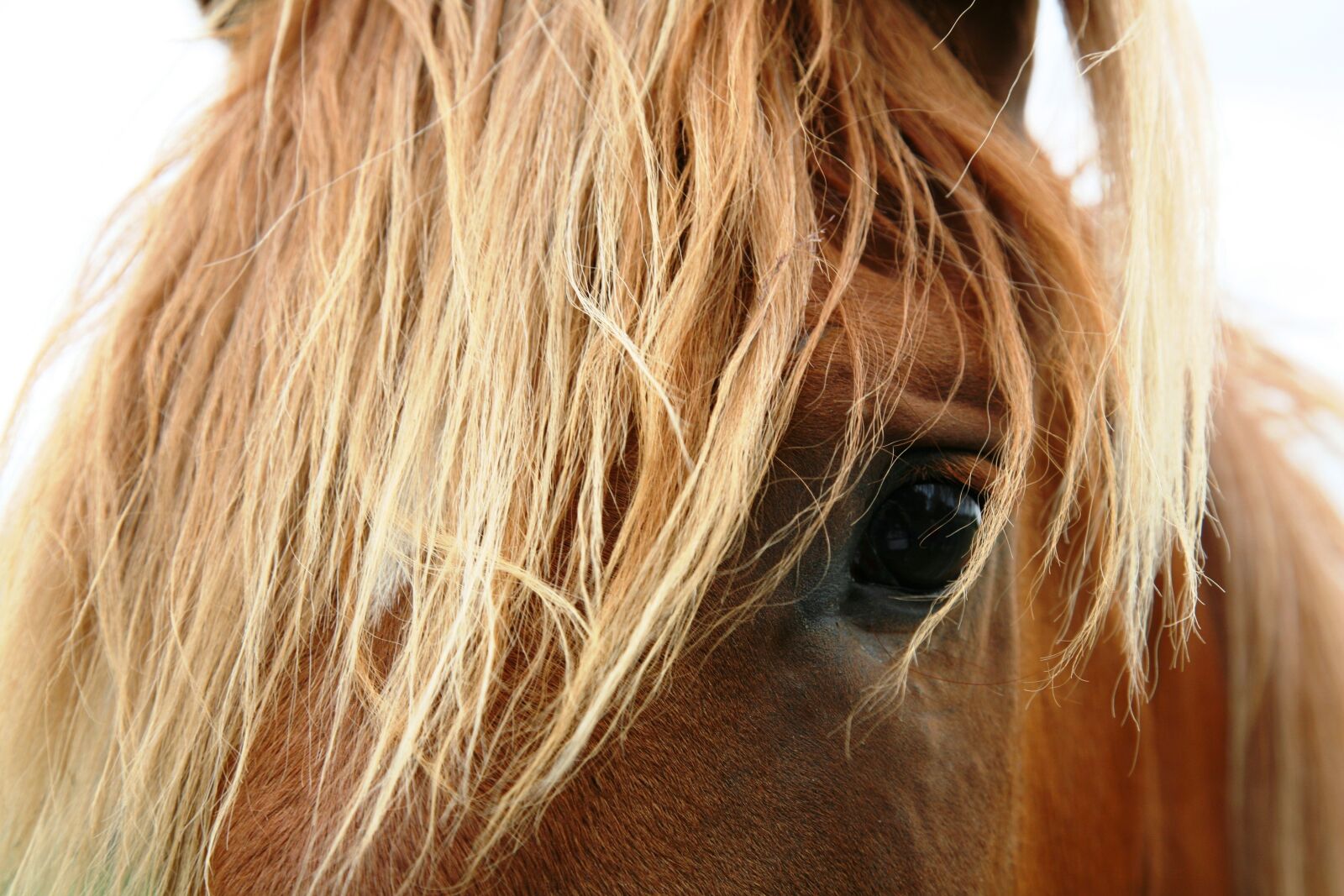 Canon EOS 5D sample photo. Horse, animal, beautiful photography