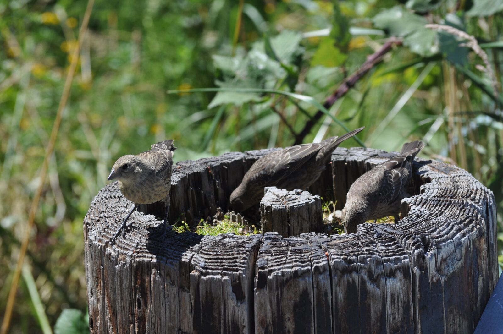 Nikon D5000 sample photo. Birds, nature, log photography