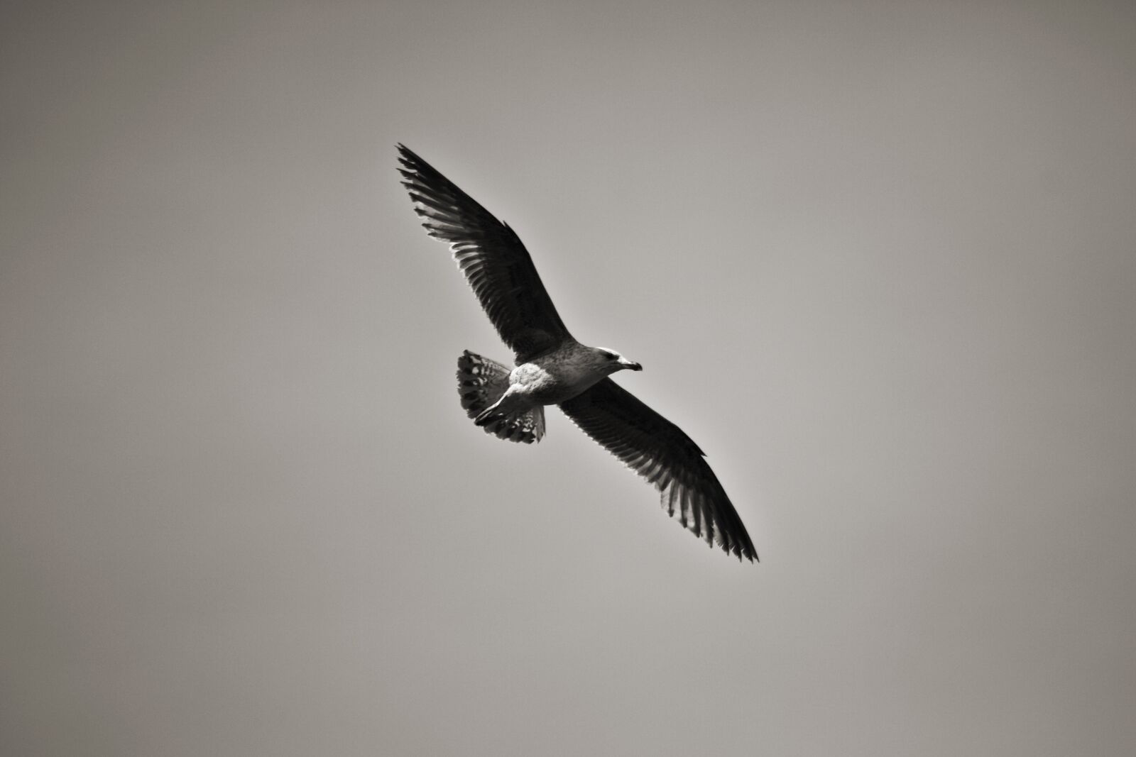 Canon EOS 5D Mark II sample photo. Bird, seagull, sea photography