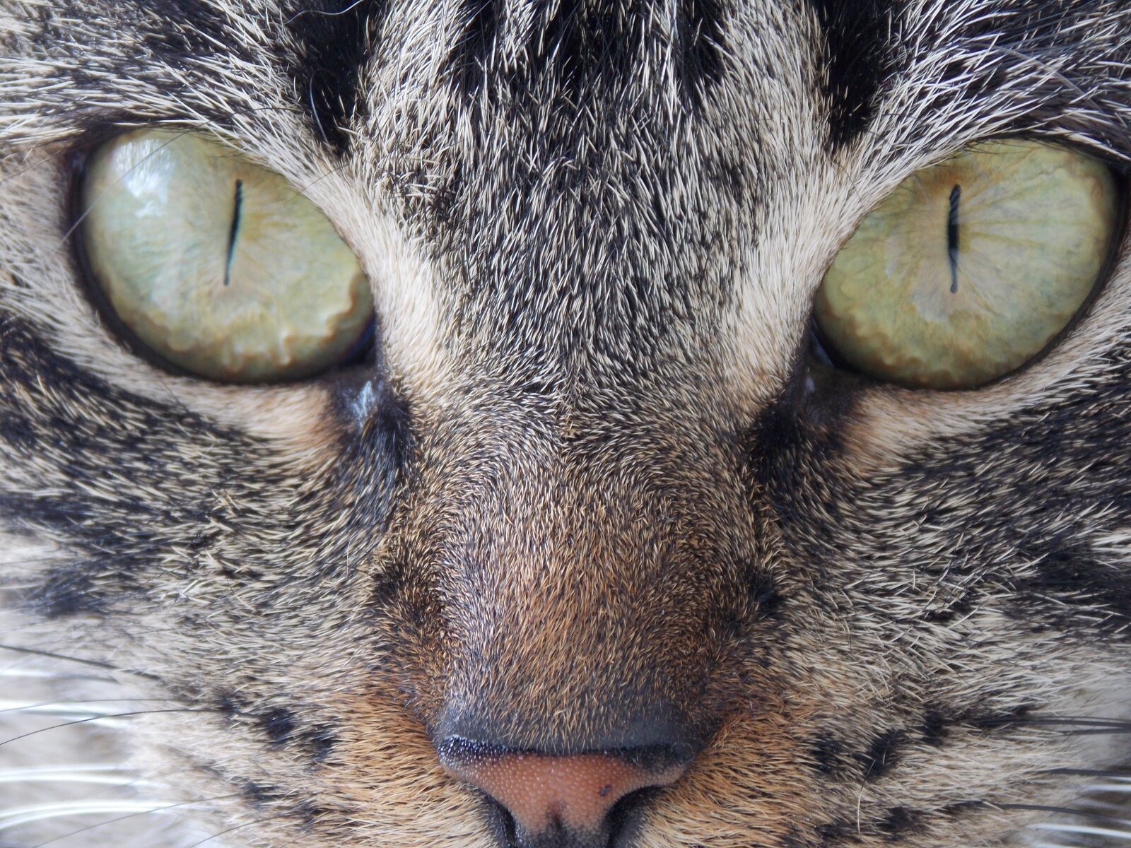 Nikon Coolpix L810 sample photo. Eyes, intense, face photography