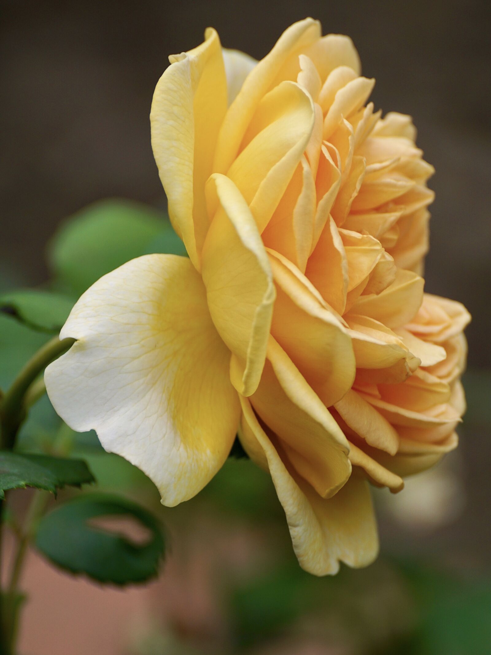 Sony DT 55-300mm F4.5-5.6 SAM sample photo. Rose, yellow, flower photography