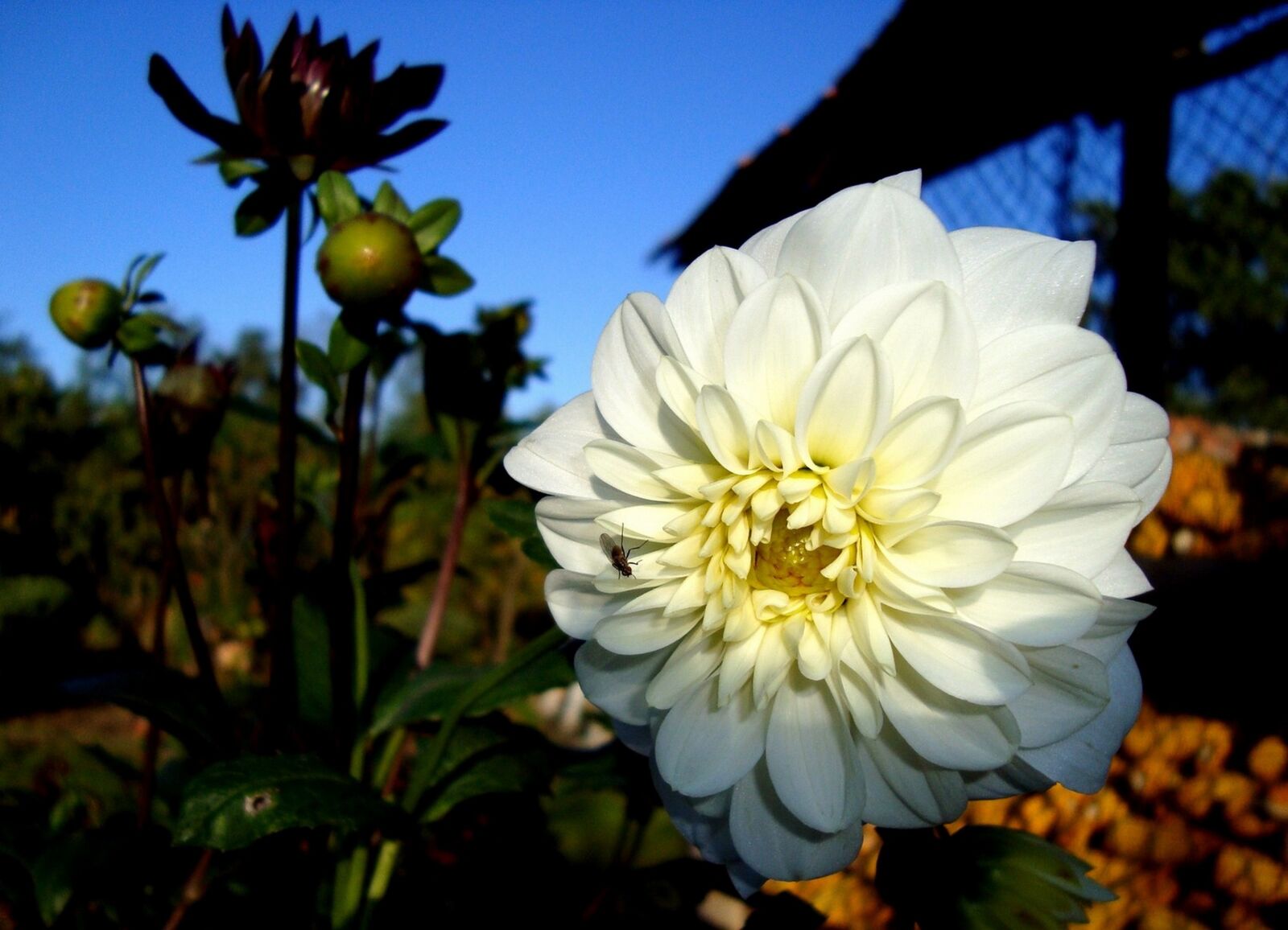 Sony Cyber-shot DSC-W120 sample photo. Dahlia, flower, nature photography