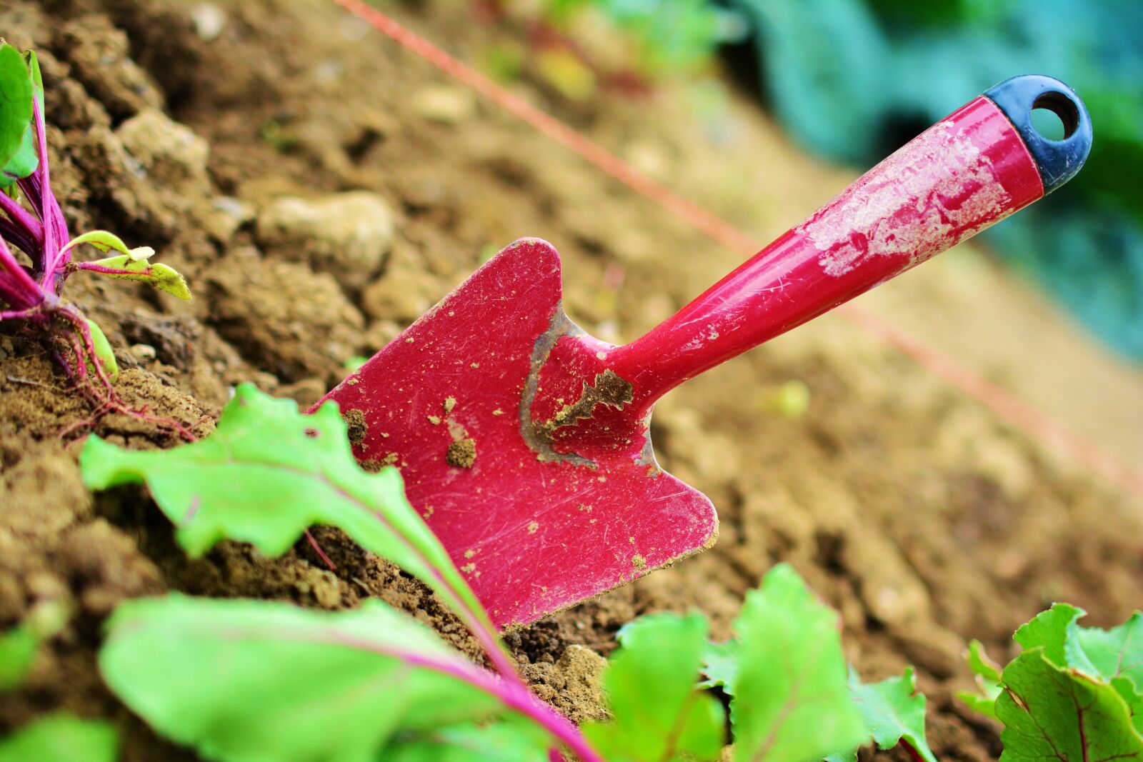 Nikon D5200 sample photo. Gardening, garden, blade photography