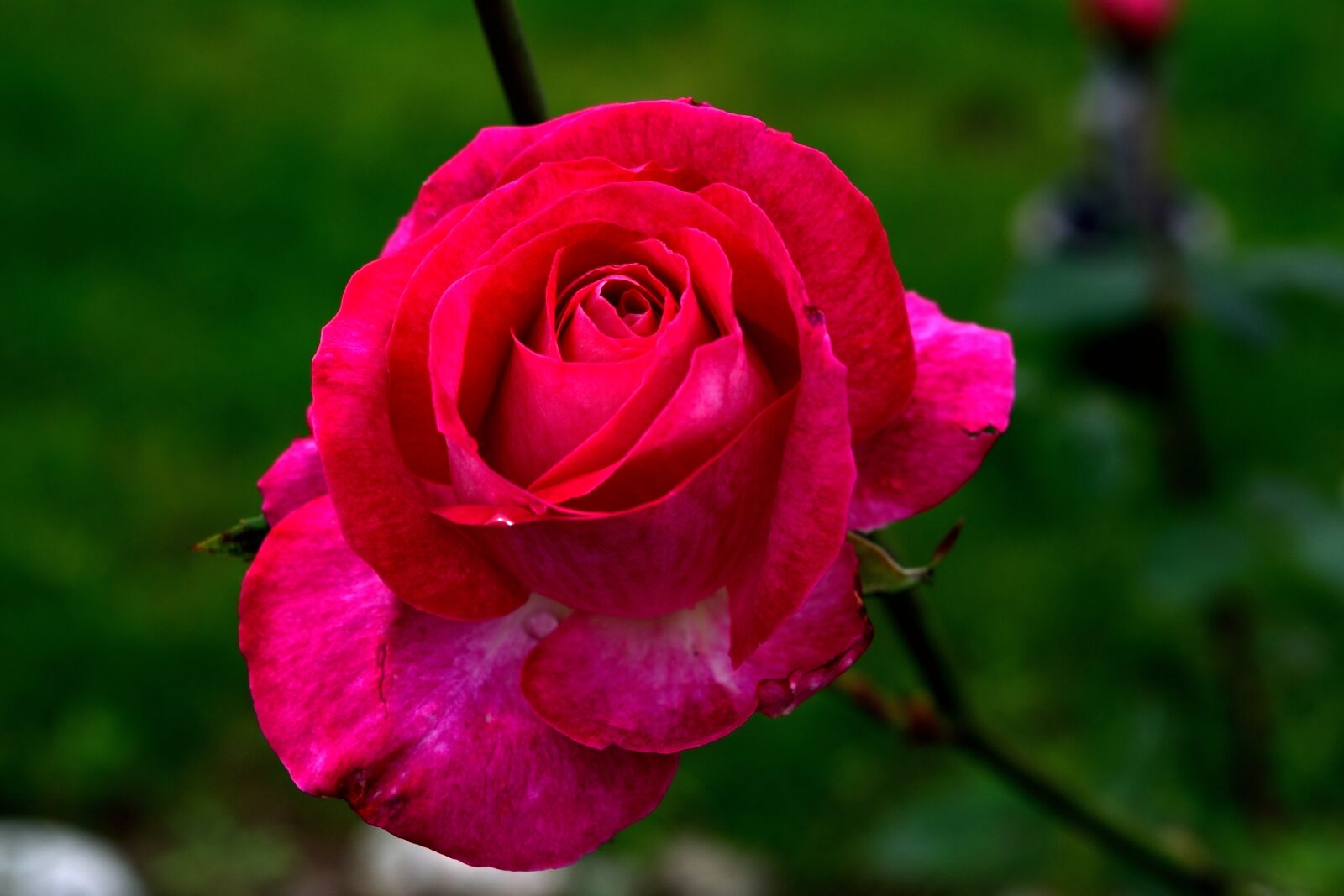 Nikon D3300 sample photo. Rose, flower, blossom photography