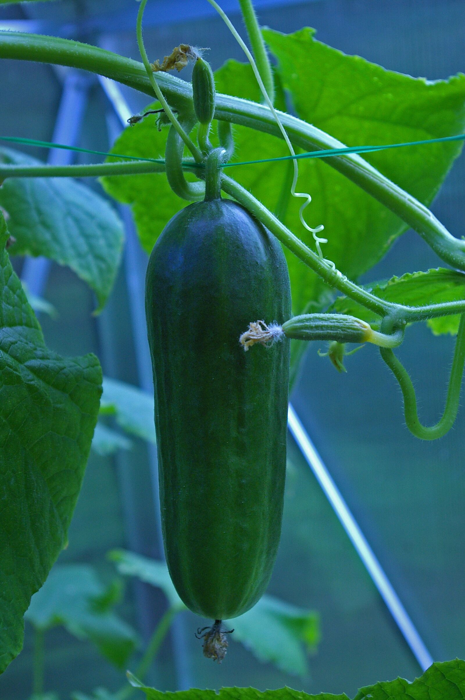 Pentax *ist DL2 sample photo. Cucumber, greenhouse, food photography