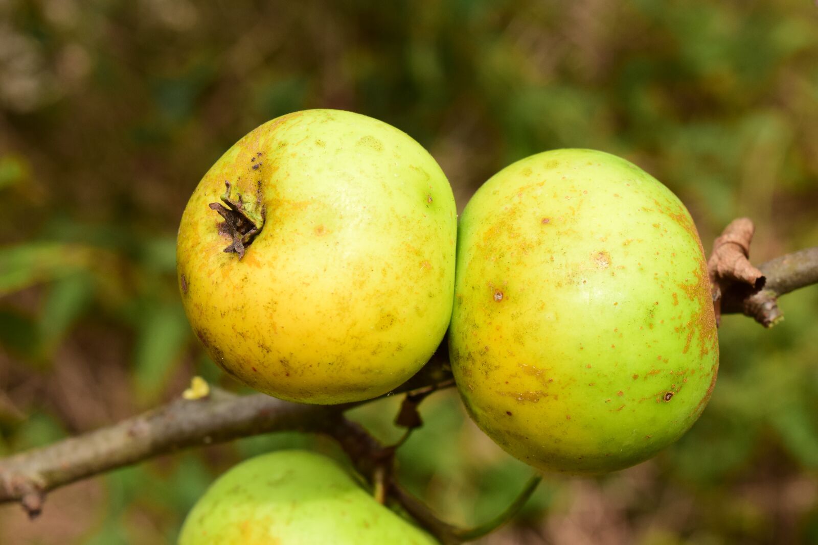 Nikon D3300 sample photo. Apple, tree, fruit photography