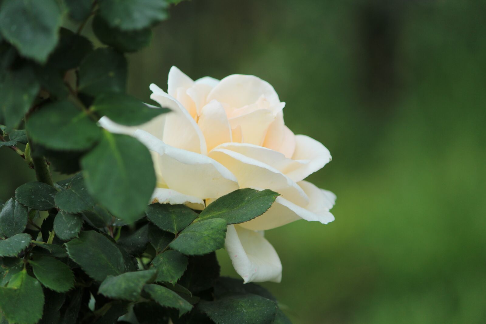 Canon EOS 1200D (EOS Rebel T5 / EOS Kiss X70 / EOS Hi) sample photo. Rose, flower, white rose photography