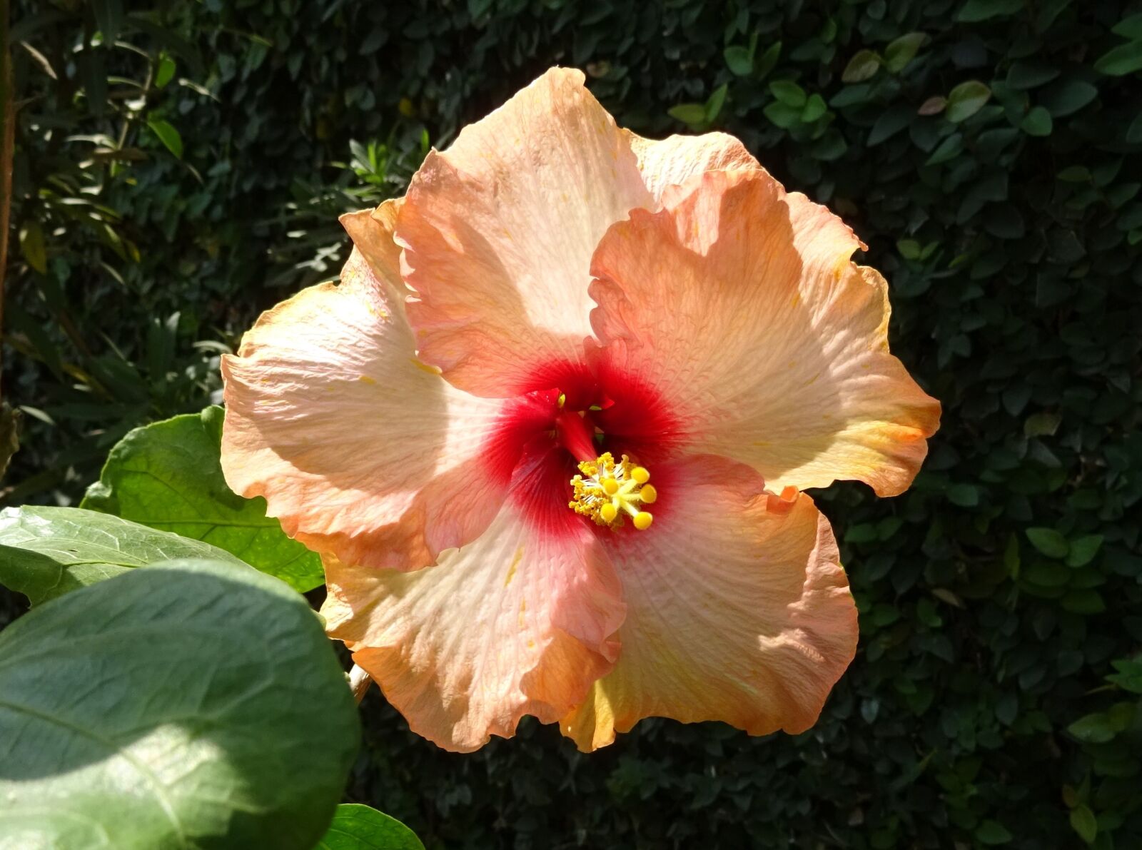 Sony DSC-HX60V sample photo. Hibiscus, peach, flower photography