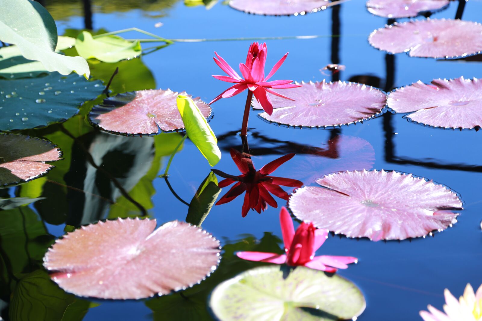Canon EOS 6D sample photo. Water lilies, kite, lotus photography