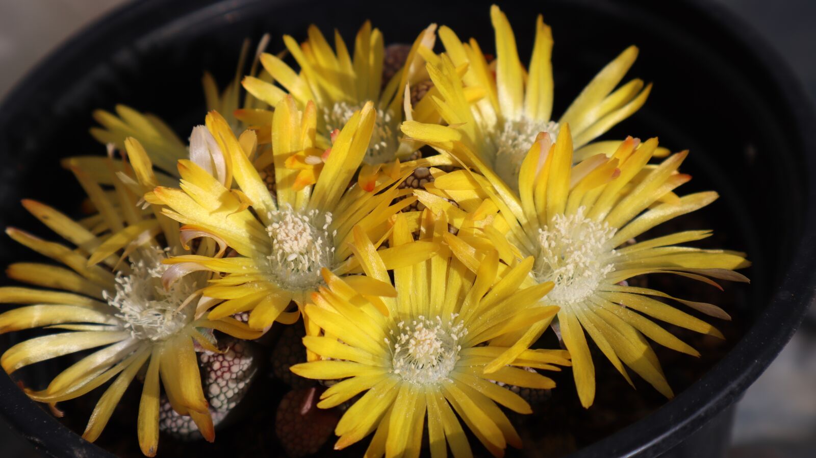 Canon EOS M50 (EOS Kiss M) sample photo. Flowers, yellow, flower photography