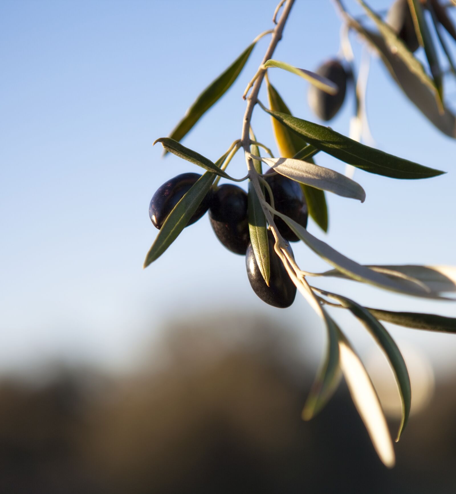 Canon EOS 5D Mark II sample photo. Olives, olivas, fruit photography