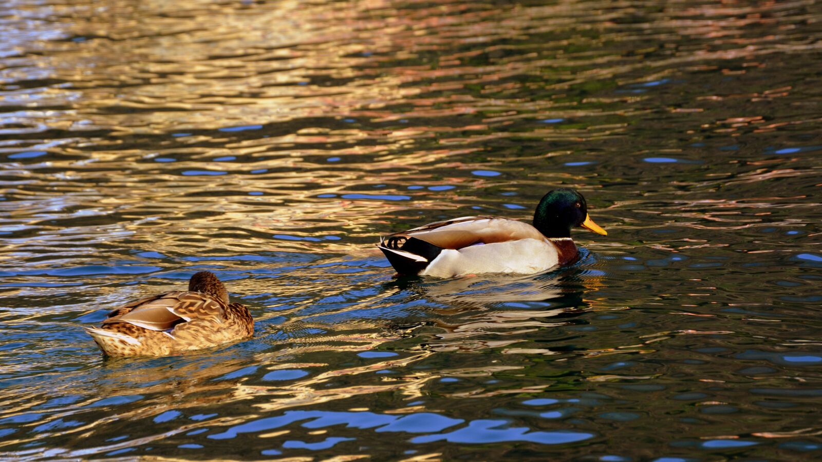 Nikon D7100 sample photo. Duck, couple, swim photography