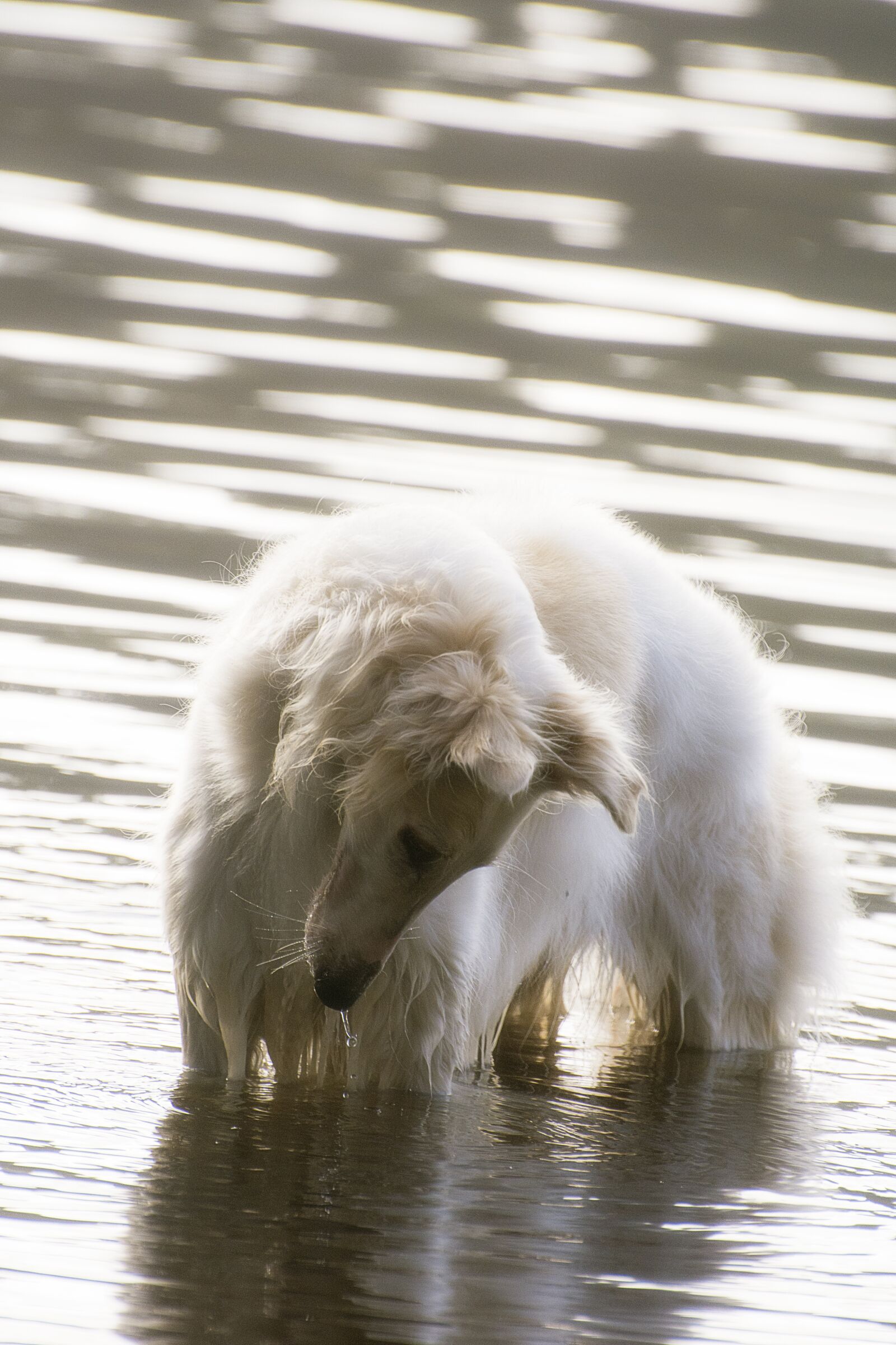 Nikon D7100 sample photo. Dog, borzoi, water photography