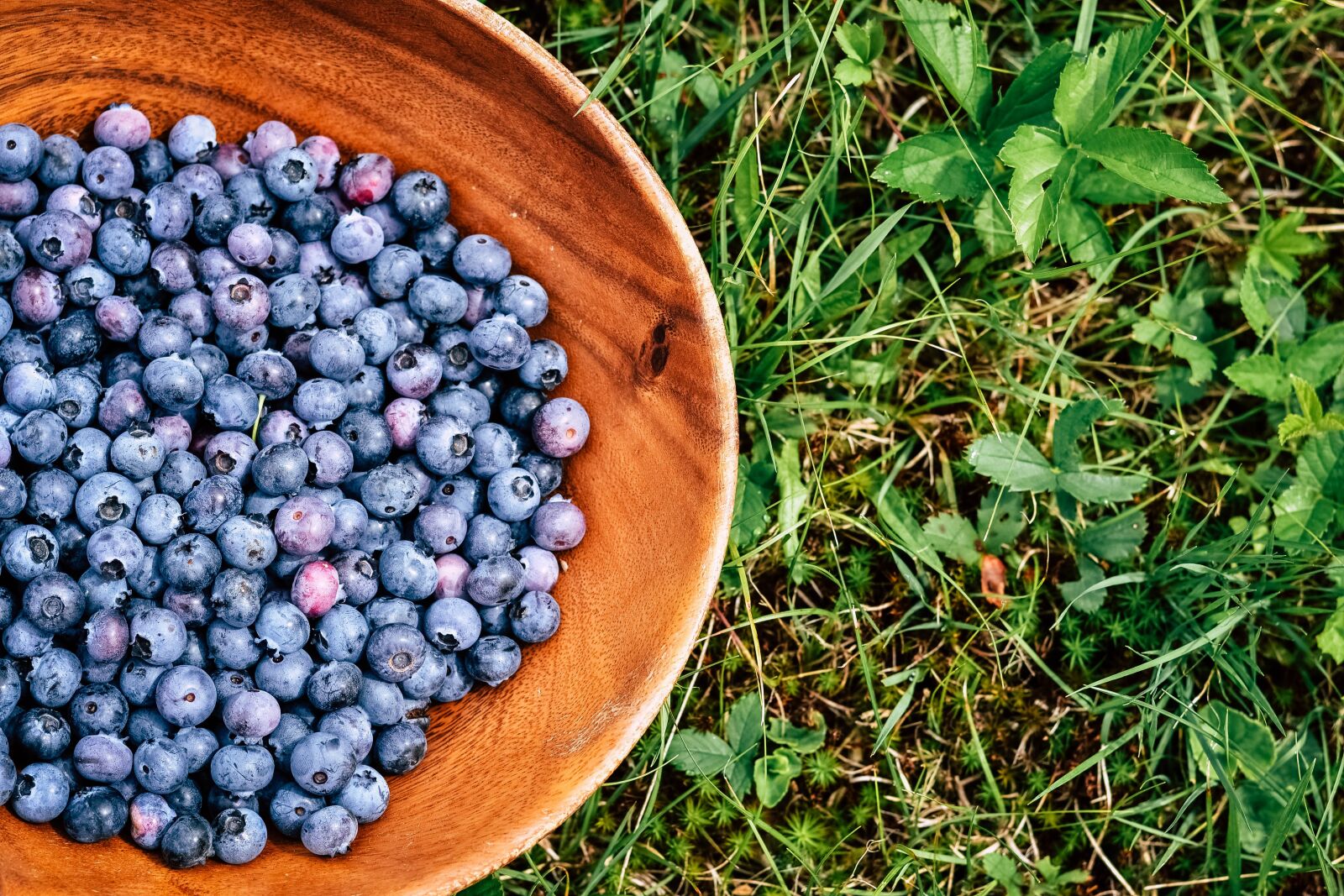 Nikon D3100 sample photo. Blueberries, fruits, berries photography