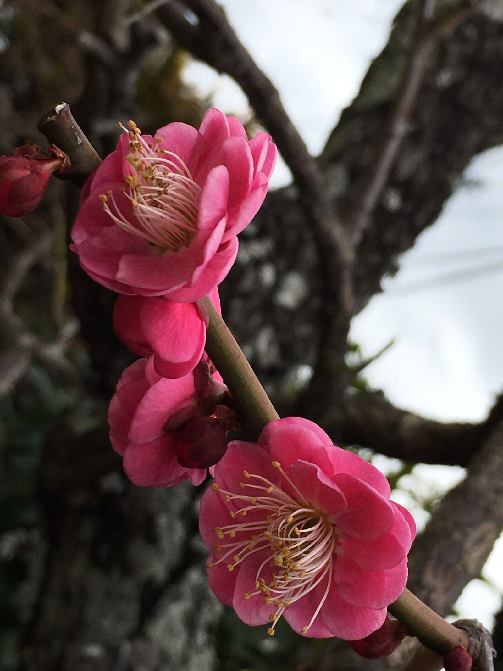 Apple iPhone 6s sample photo. Plum, cherry blossom viewing photography