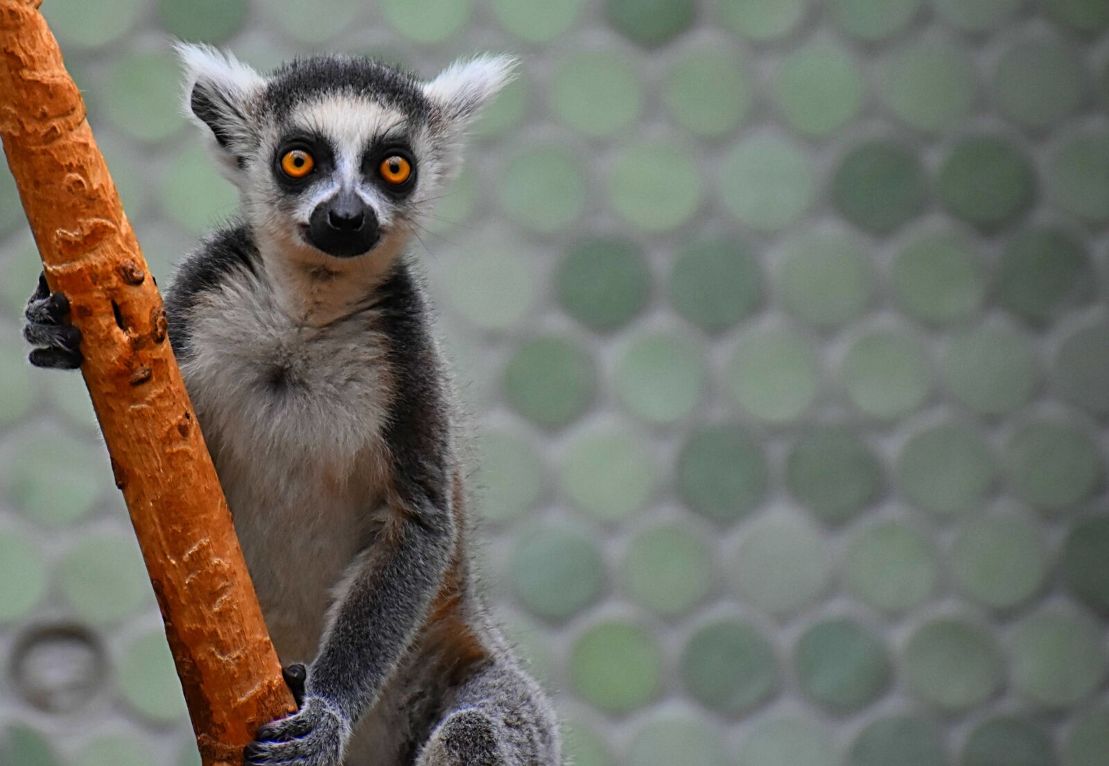 Nikon D7200 sample photo. Monkey, lemur, cute photography