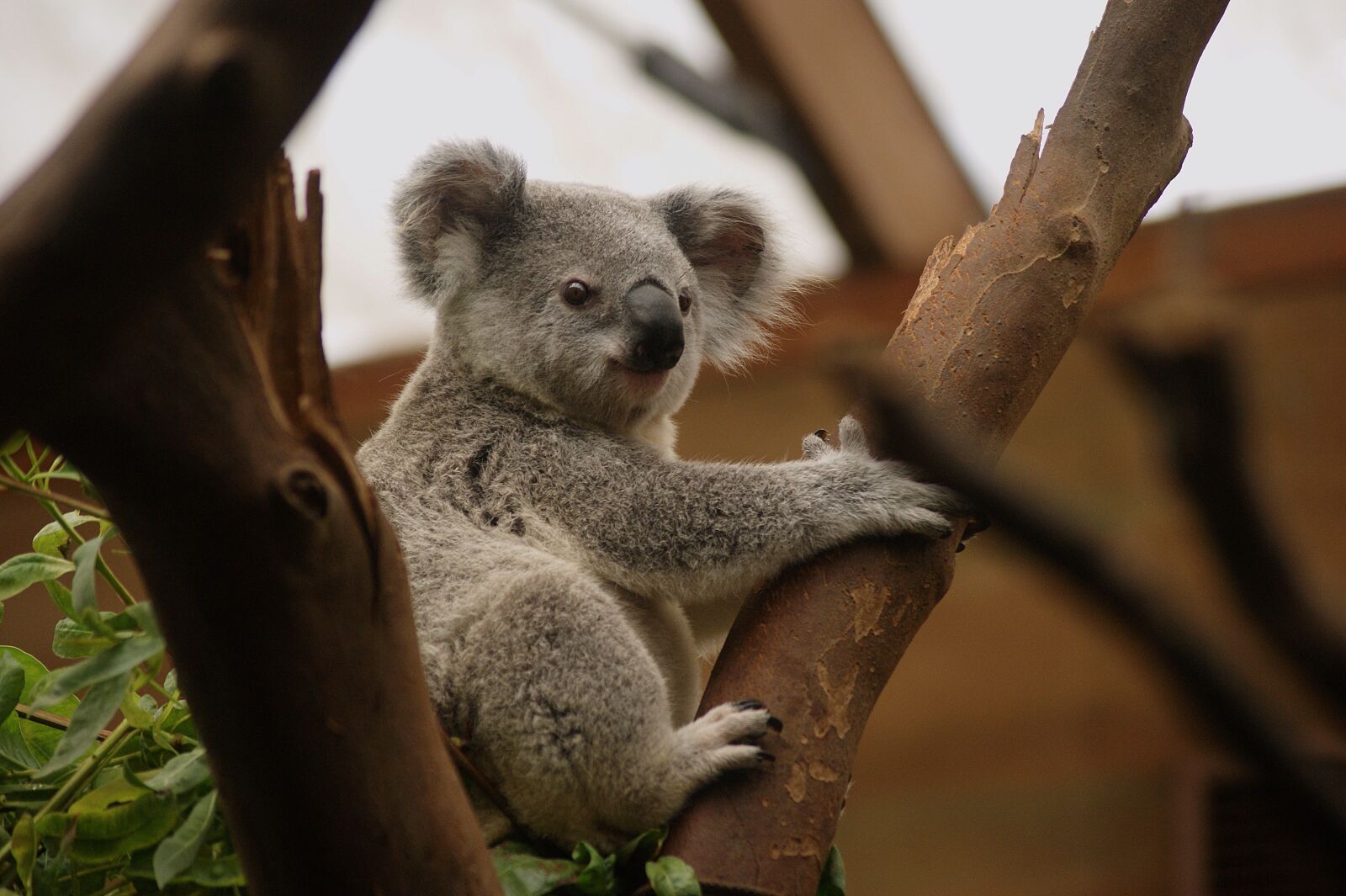 Sony Alpha DSLR-A390 sample photo. Koala, animal, animals photography