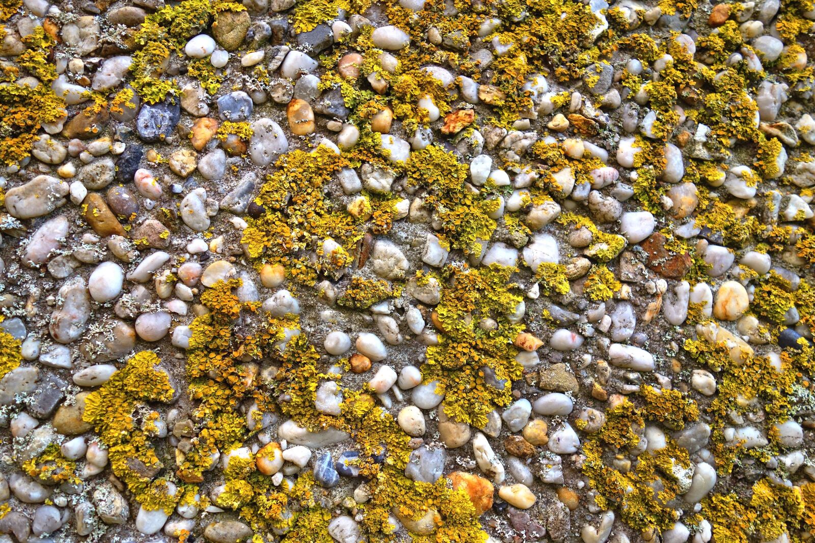 Sony Cyber-shot DSC-RX100 sample photo. Lichen, algae, cyanobacteria photography