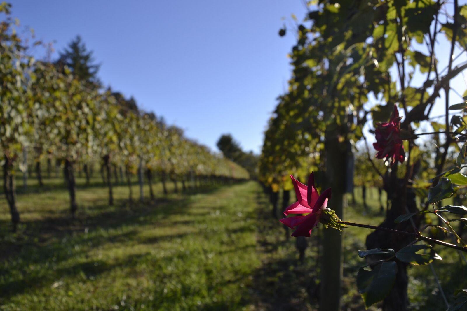 Nikon D3100 sample photo. Wine, vines, flower photography