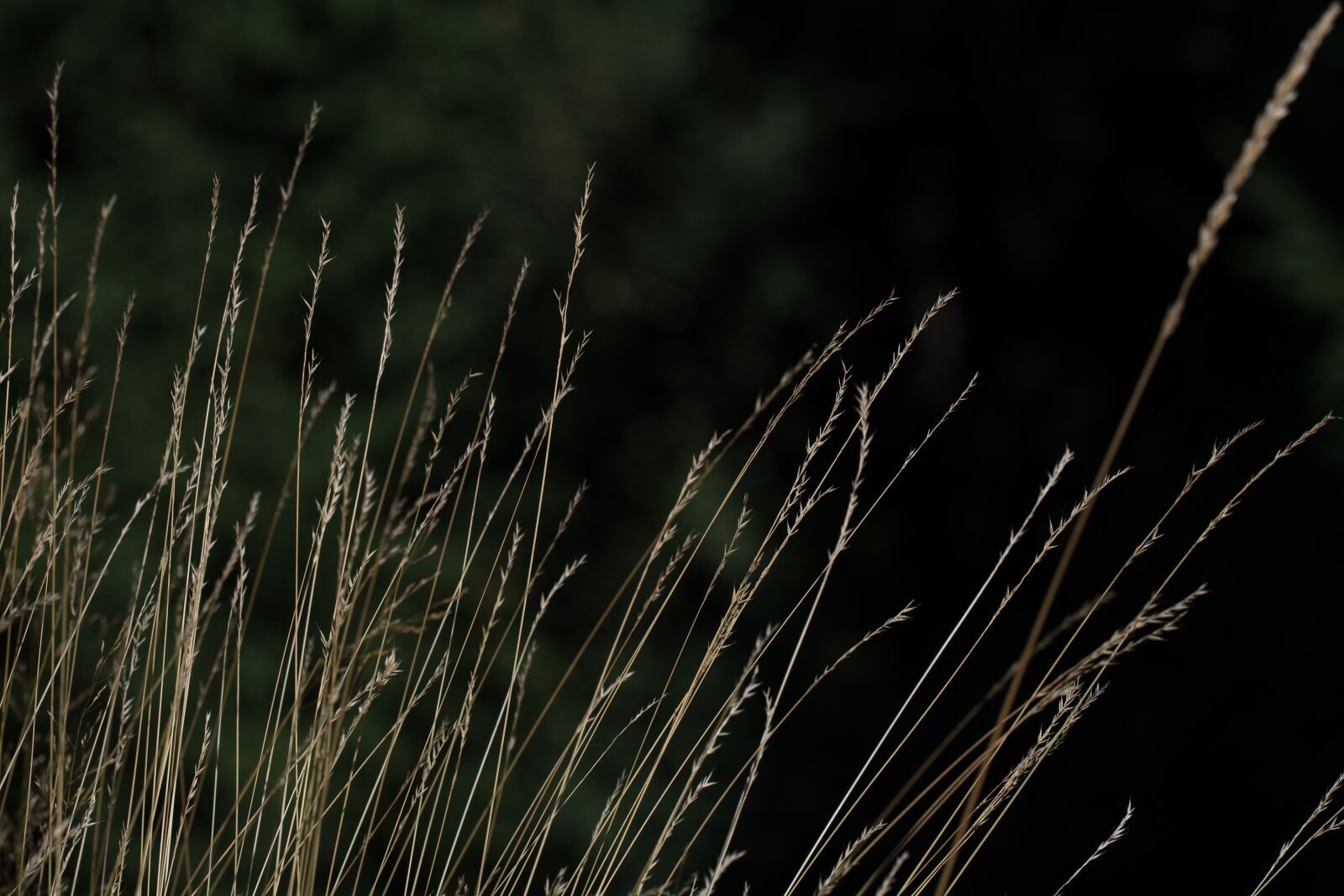 Nikon D7100 sample photo. Grass, grasses, game grass photography