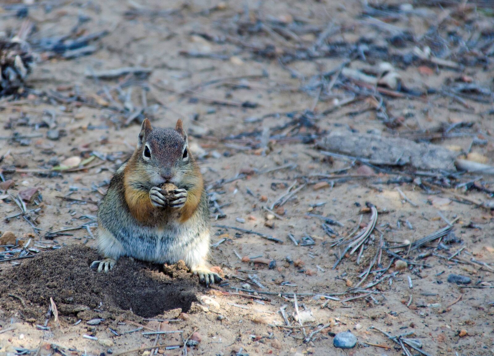 Nikon D5100 sample photo. Usa, utah, bryce canyon photography