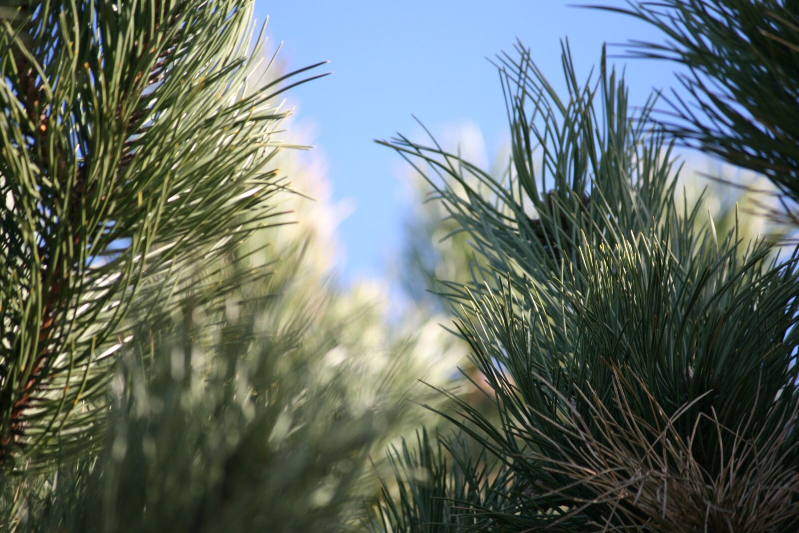 Canon EOS 400D (EOS Digital Rebel XTi / EOS Kiss Digital X) sample photo. Pine, pine tree, nature photography