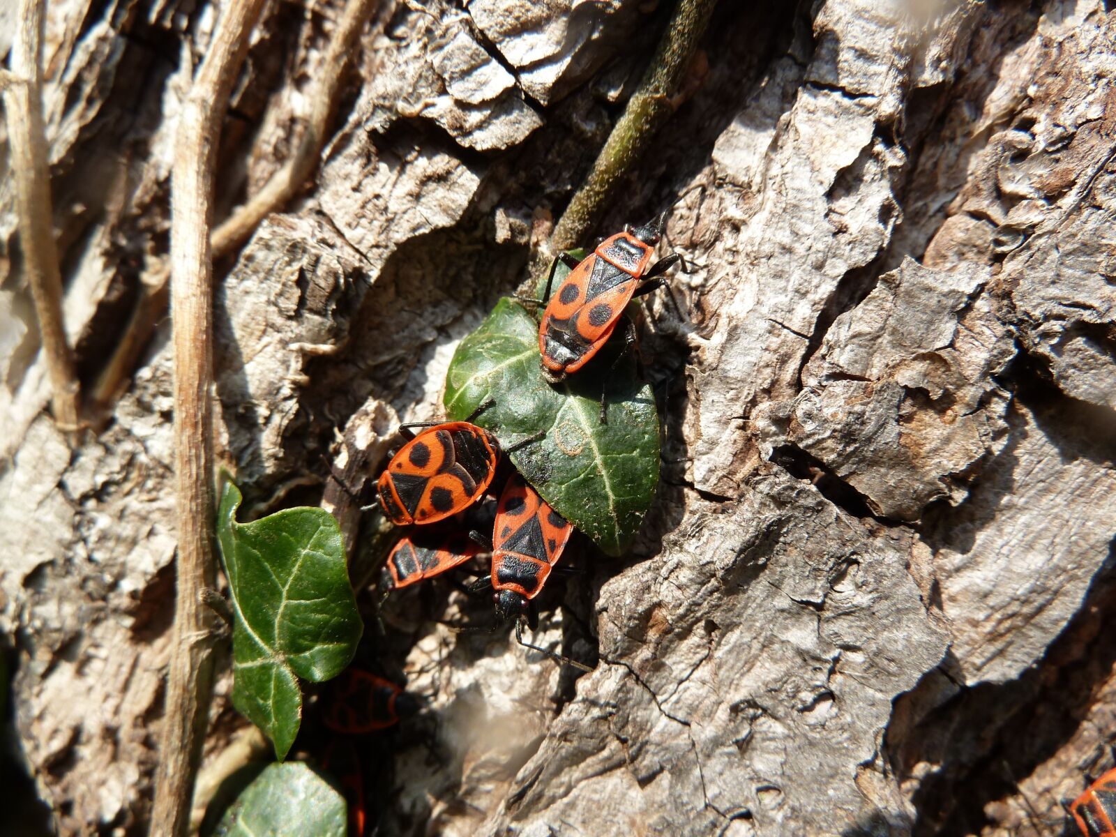 Panasonic Lumix DMC-ZS7 (Lumix DMC-TZ10) sample photo. Tree, beetle, insect photography