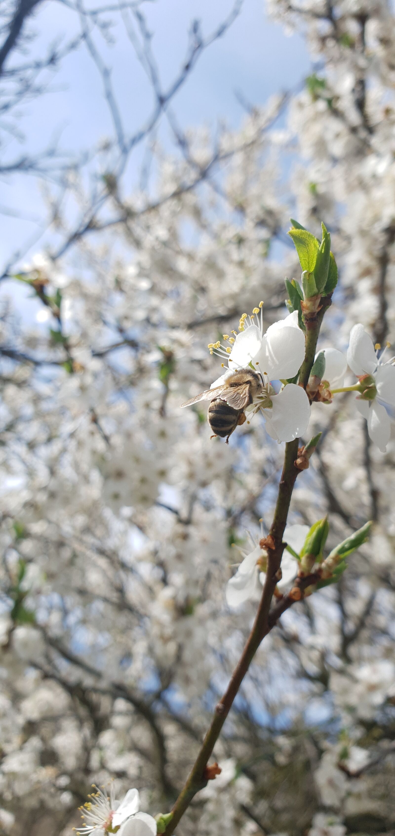 Samsung Galaxy S10+ sample photo. Bee, flower, honey photography